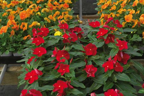 photo of flower to be used as: Pot and bedding Catharanthus roseus - Vinca Cora F1 Red