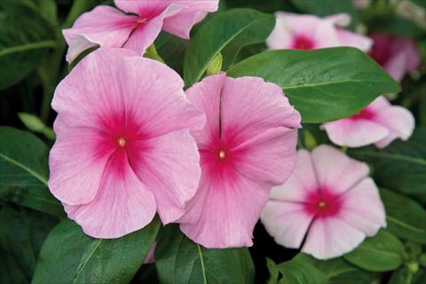 photo of flower to be used as: Pot and bedding Catharanthus roseus - Vinca Cora F1 Strawberry