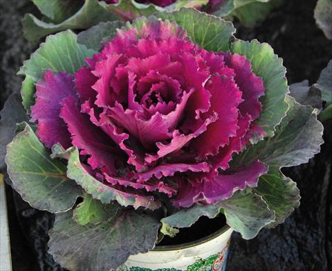 photo of flower to be used as: Pot and bedding Brassica oleracea Pigeon Red