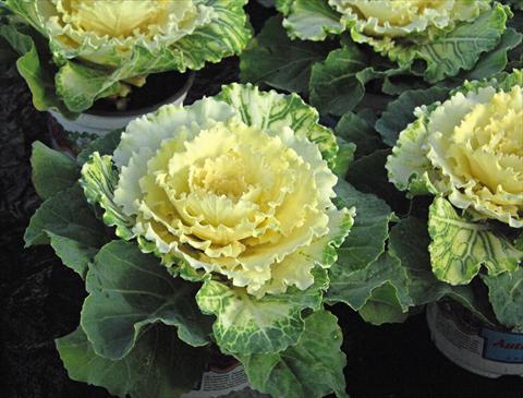 photo of flower to be used as: Pot and bedding Brassica oleracea Pigeon White