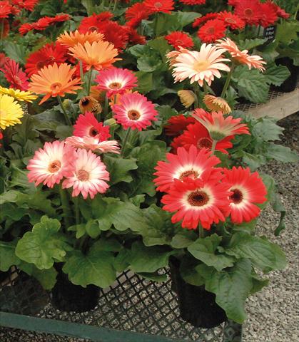photo of flower to be used as: Pot Gerbera jamesonii Royal Rosso bicolor