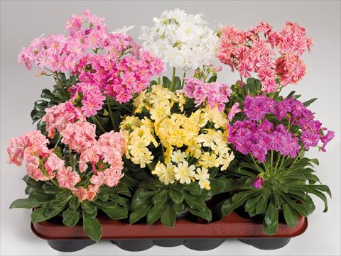 photo of flower to be used as: Pot and bedding Lewisia cotyledon Elise Mix