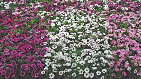 photo of flower to be used as: Pot and bedding Osteospermum Akila mix