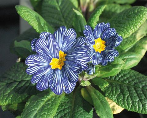photo of flower to be used as: Pot and bedding Primula acaulis Blu zebra