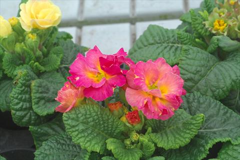 photo of flower to be used as: Pot and bedding Primula acaulis Elodie fiore semidoppio mix