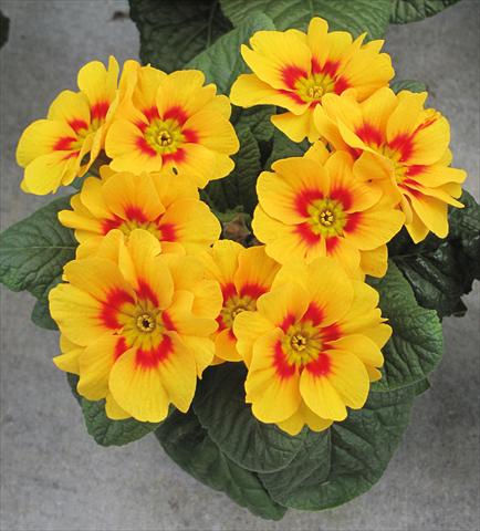 photo of flower to be used as: Pot and bedding Primula acaulis Giallo a centro rosso