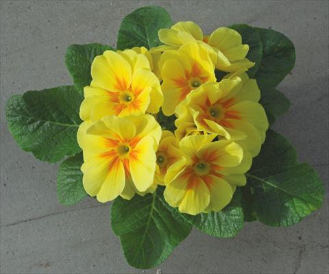 photo of flower to be used as: Pot and bedding Primula acaulis Giallo Jumbo