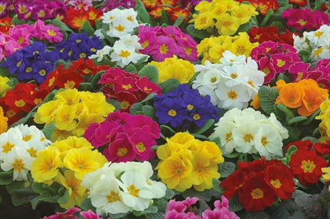 photo of flower to be used as: Pot and bedding Primula acaulis Mery superprecoce mix