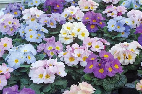 photo of flower to be used as: Pot and bedding Primula acaulis Provence mix