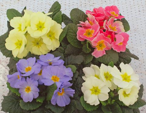 photo of flower to be used as: Pot and bedding Primula acaulis Vanity mix
