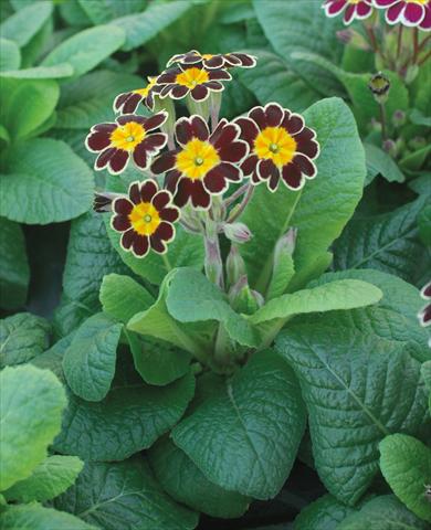 photo of flower to be used as: Pot and bedding Primula elatior Stella victoria