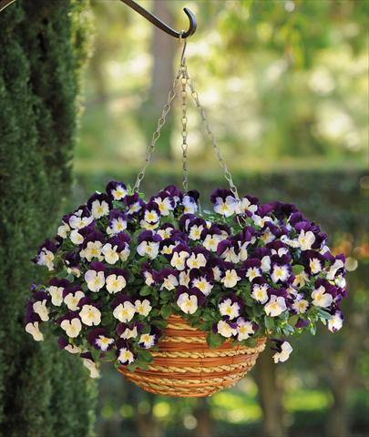 photo of flower to be used as: Pot and bedding Viola cornuta Cool Wave Violet Wings