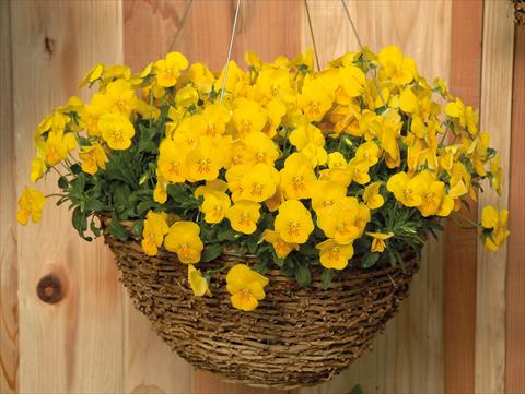 photo of flower to be used as: Pot and bedding Viola cornuta Freefall Giallo puro
