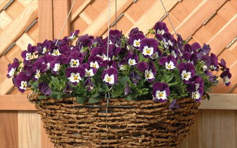 photo of flower to be used as: Pot and bedding Viola cornuta Freefall Violetto Bianco