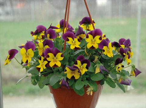 photo of flower to be used as: Pot and bedding Viola cornuta Freefall Violetto Giallo