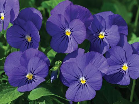 photo of flower to be used as: Pot and bedding Viola cornuta Lady Blu