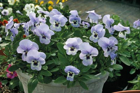 photo of flower to be used as: Pot and bedding Viola cornuta Lady Marina