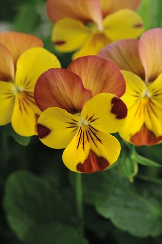 photo of flower to be used as: Pot and bedding Viola cornuta Lady Peach melba
