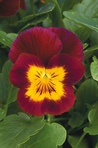 photo of flower to be used as: Pot and bedding Viola cornuta Lady Red with yellow face