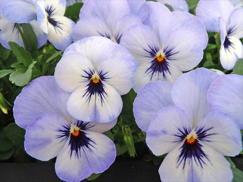 photo of flower to be used as: Pot and bedding Viola cornuta Lady Sky Blu with bloch