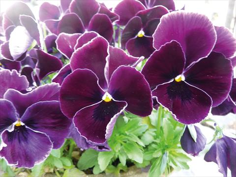 photo of flower to be used as: Pot and bedding Viola cornuta Midi Purple lace