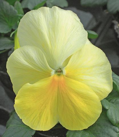 photo of flower to be used as: Pot and bedding Viola wittrockiana Jumbo Crema