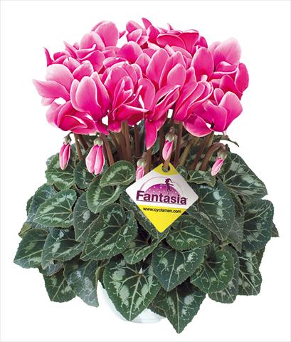 photo of flower to be used as: Basket / Pot Cyclamen persicum Halios® Fantasia Fuchsia vivo