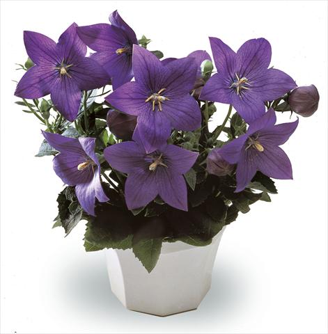 photo of flower to be used as: Pot, bedding, patio, basket Platycodon Astra Blue
