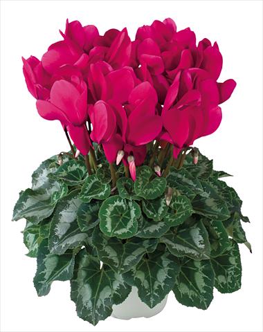 photo of flower to be used as: Basket / Pot Cyclamen persicum Halios® Grenadine