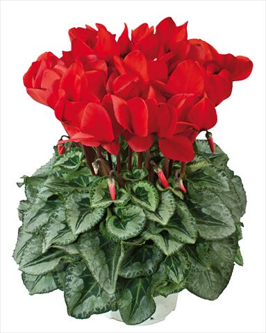photo of flower to be used as: Basket / Pot Cyclamen persicum Halios® Rosso Decora