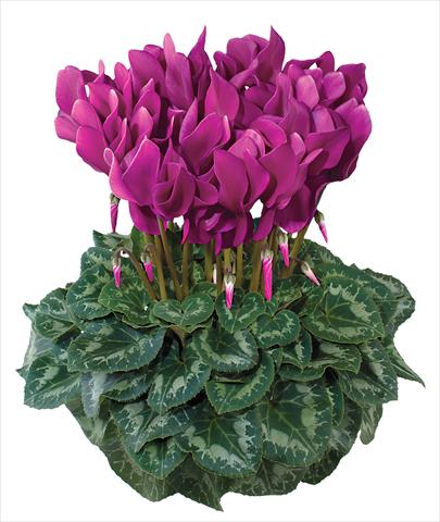 photo of flower to be used as: Pot and bedding Cyclamen persicum midi Latinia Fuchsia chiaro