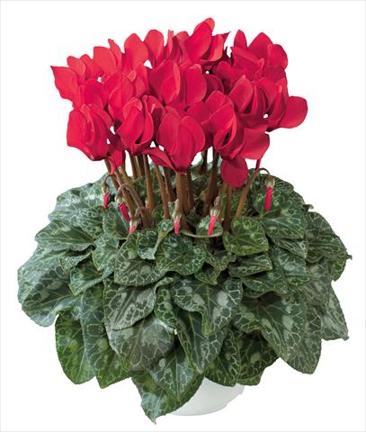 photo of flower to be used as: Pot and bedding Cyclamen persicum midi Latinia Premium Rosso precoce new