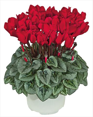 photo of flower to be used as: Pot Cyclamen persicum mini Metis Rosso scarlatto Decora