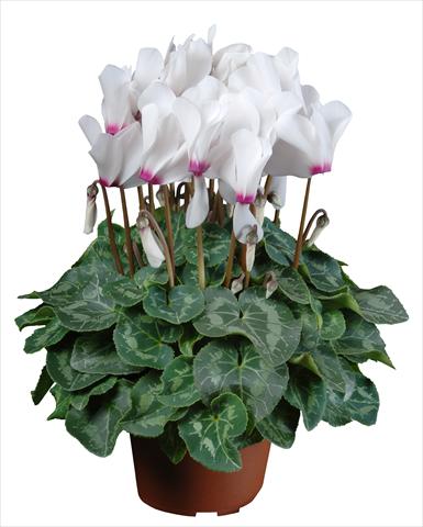 photo of flower to be used as: Pot Cyclamen persicum mini Super Serie®s Allure F1 Bianco con occhio