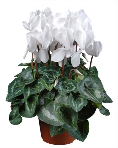 photo of flower to be used as: Pot Cyclamen persicum mini Super Serie®s Allure F1 Bianco