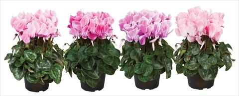photo of flower to be used as: Pot Cyclamen persicum mini Super Serie®s Allure F1 fiammato mix