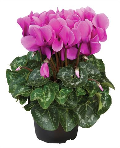 photo of flower to be used as: Pot Cyclamen persicum mini Super Serie®s Allure F1 Lilla