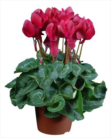 photo of flower to be used as: Pot Cyclamen persicum mini Super Serie®s Allure F1 Magenta
