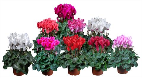 photo of flower to be used as: Pot Cyclamen persicum mini Super Serie®s Allure F1 Mix