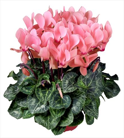 photo of flower to be used as: Pot Cyclamen persicum mini Super Serie®s Allure F1 Rosa chiaro