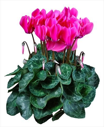 photo of flower to be used as: Pot Cyclamen persicum mini Super Serie®s Allure F1 Rosa