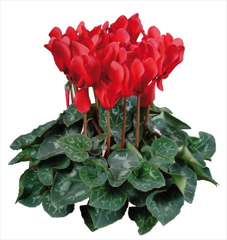 photo of flower to be used as: Pot Cyclamen persicum mini Super Serie®s Allure F1 Rosso