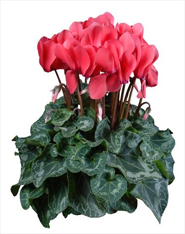 photo of flower to be used as: Pot Cyclamen persicum mini Super Serie®s Allure F1 Salmone