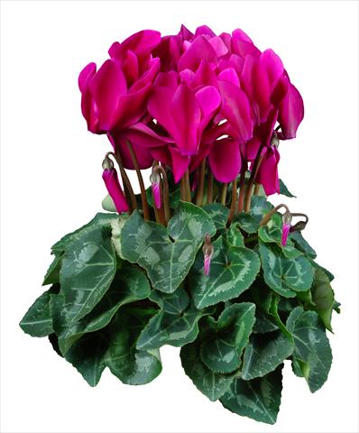 photo of flower to be used as: Pot Cyclamen persicum mini Super Serie®s Allure F1 Violetto