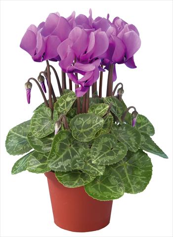 photo of flower to be used as: Pot Cyclamen persicum mini Super Serie®s Compact F1 Lilla imp