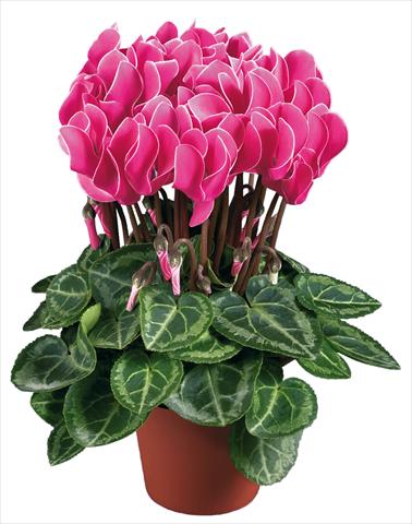 photo of flower to be used as: Pot Cyclamen persicum mini Super Serie®s Compact F1 Porpora con bordo bianco imp