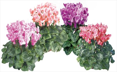 photo of flower to be used as: Pot and bedding Cyclamen persicum midi Super Serie®s Macro Pastel F1 fiammato mix imp