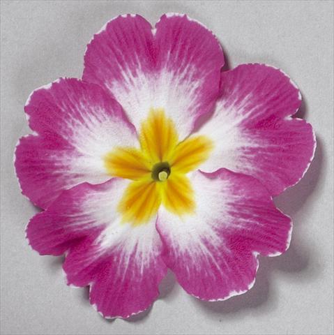 photo of flower to be used as: Pot and bedding Primula acaulis, veris, vulgaris Danova Bicolour Rose White