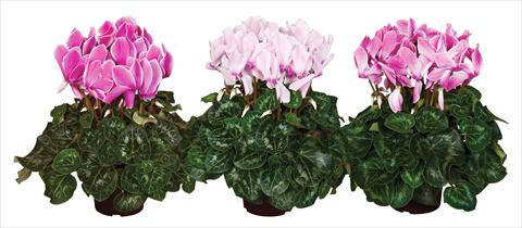photo of flower to be used as: Basket / Pot Cyclamen persicum Super Serie®s Mammoth F1 Flamed Mix