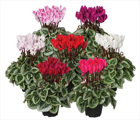 photo of flower to be used as: Pot Cyclamen persicum mini Super Serie®s Picasso Veranda sel mix